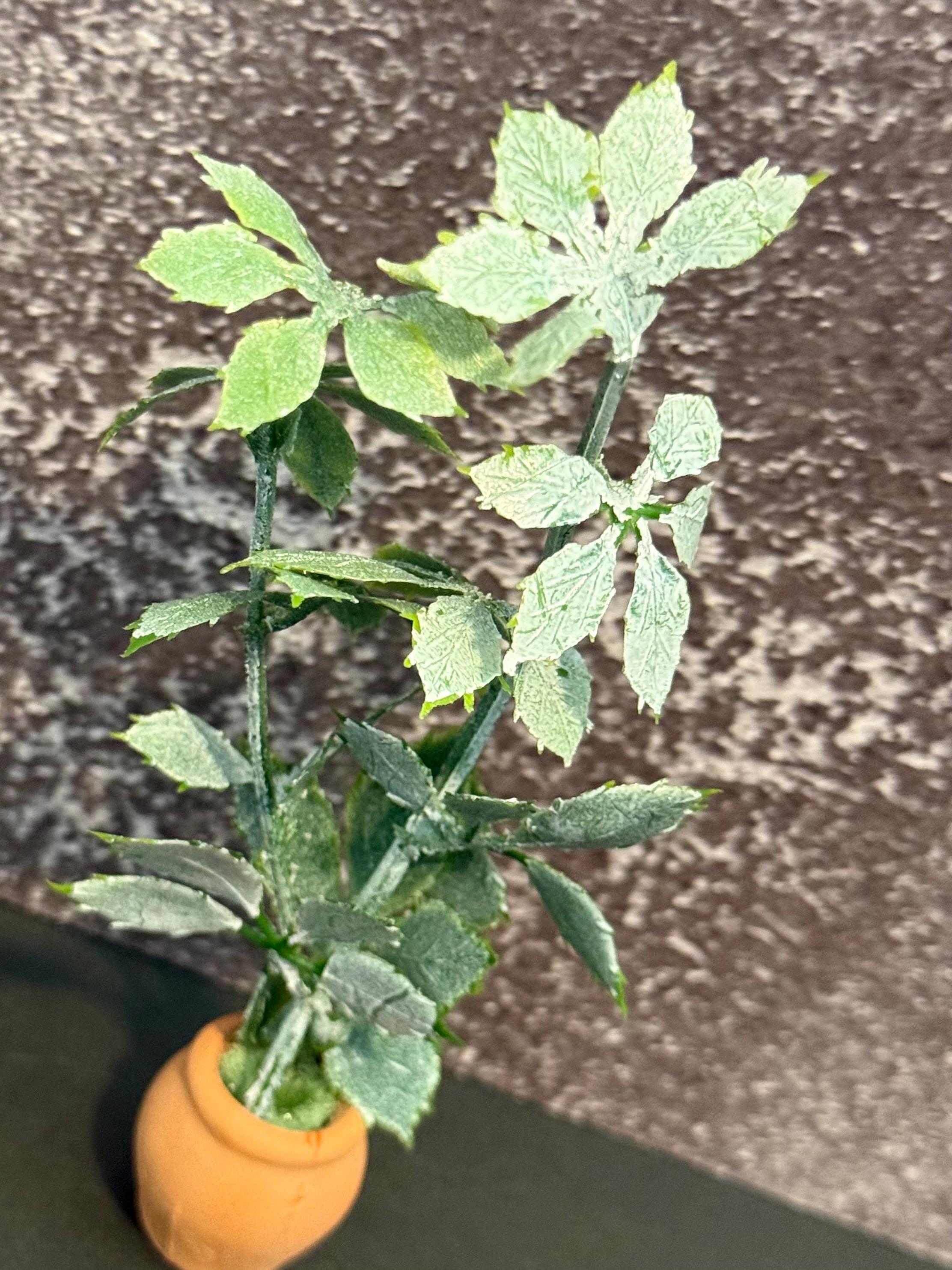 Miniature green plant in clay pot