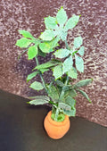Miniature green plant in clay pot