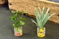 miniature decorated glass jar with plant  - 1:12 dollhouse  scale