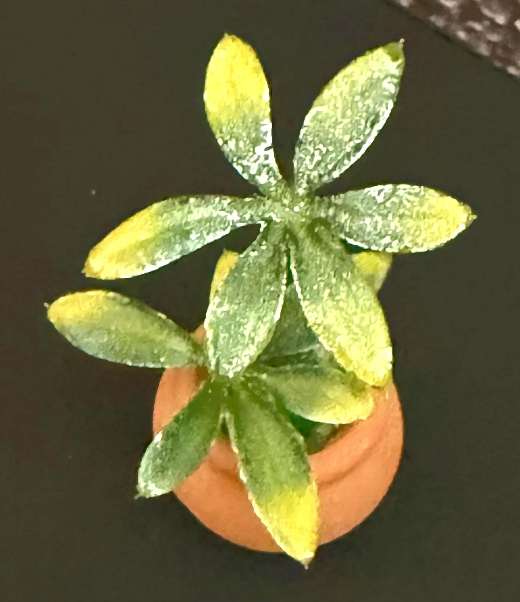 Miniature dollhouse  plant in terracotta pot-1:12 scale
